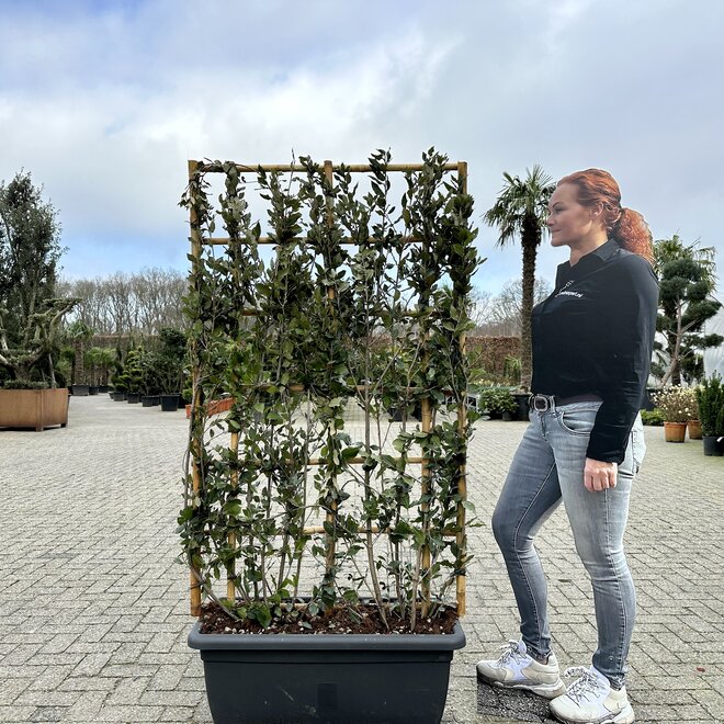 Quercus ilex wintergroene leischermen (Steeneik)