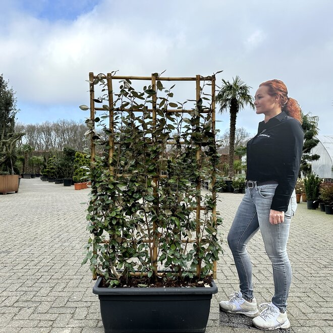 Elaeagnus ebbingei groenblijvende leischermen (Olijfwilg)