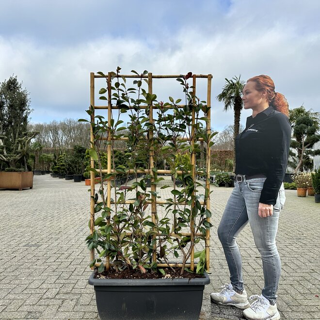 Photinia fraseri Red Robin groenblijvende leischermen