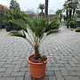 Trachycarpus wagnerianus (Wagnerpalm) 10/15 cm stamhoogte