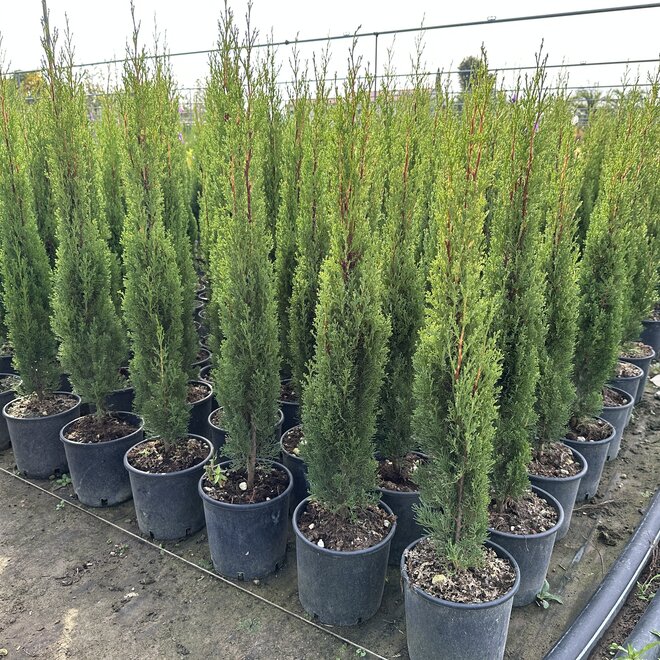 Cupressus sempervirens Totem (Cipressen) 80/100 cm