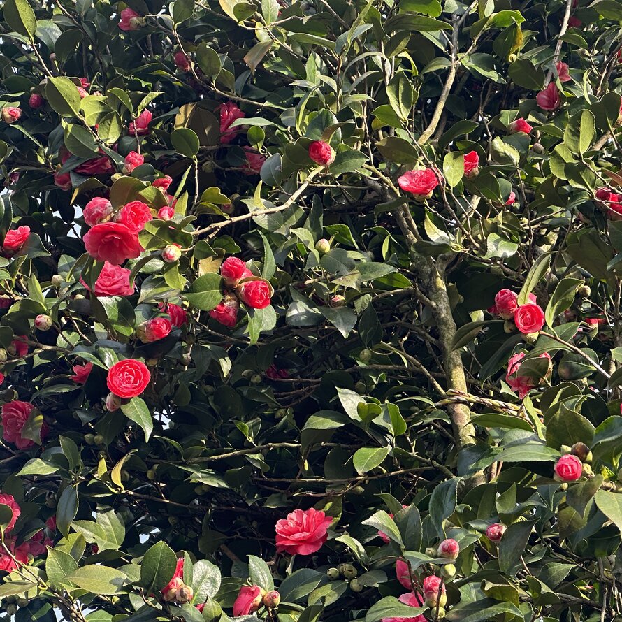 Camelia japonica