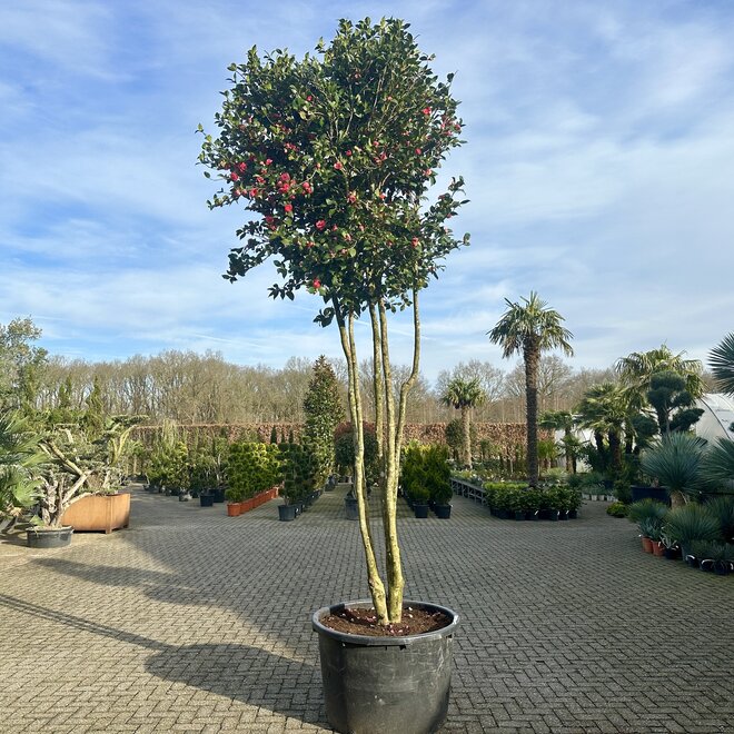 Exclusieve Camelia japonica meerstammig