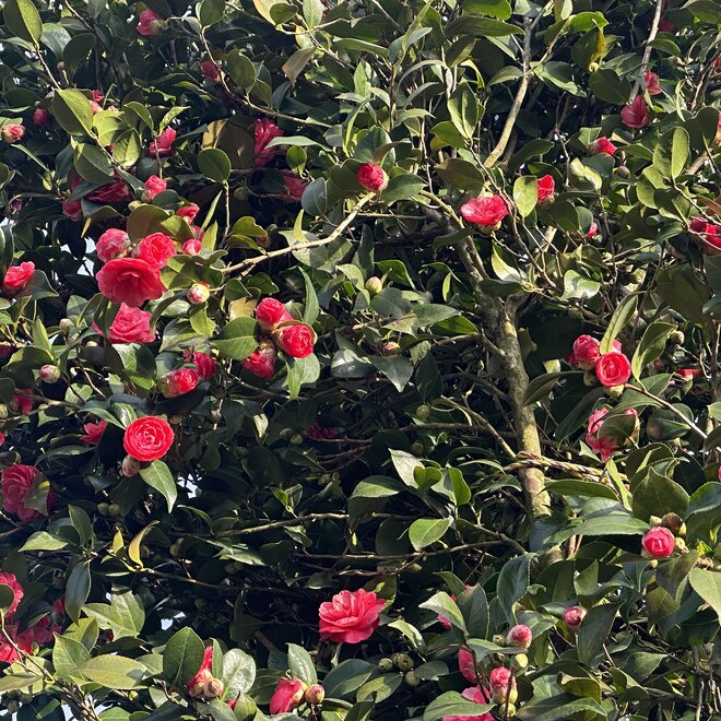 Exclusieve Camelia japonica meerstammig