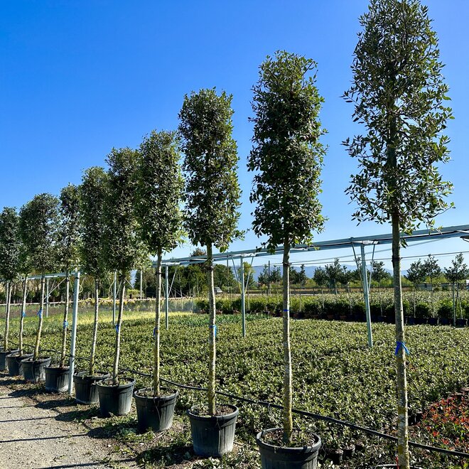 Steeneik (Quercus ilex)  16-18 cm stamomtrek