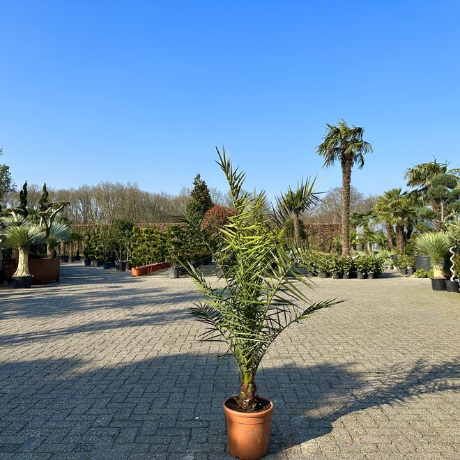 Phoenix canariensis 80/100 cm