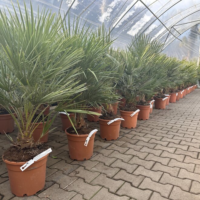 Chamaerops humilis (Europese dwergpalm) 50/60 cm