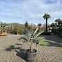 Trachycarpus princeps blue silver 20/30 cm stamhoogte