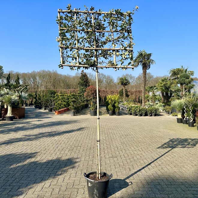 Quercus ilex wintergroene leiboom / scherm op stam