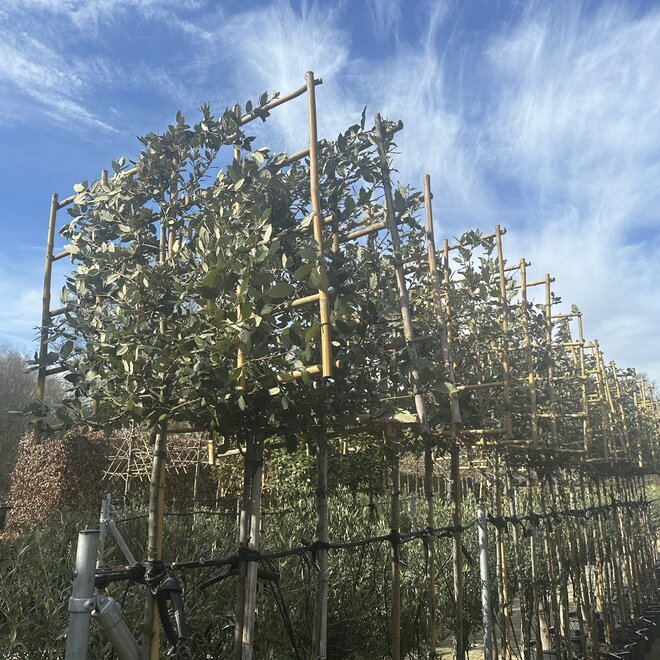 Quercus ilex (Steeneik) wintergroene leiboom / scherm op stam