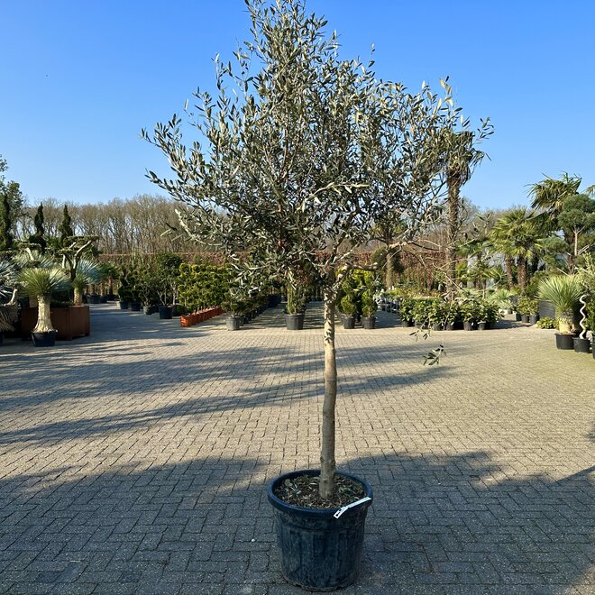 Olijfboom (Olea europaea) Forma Toscana