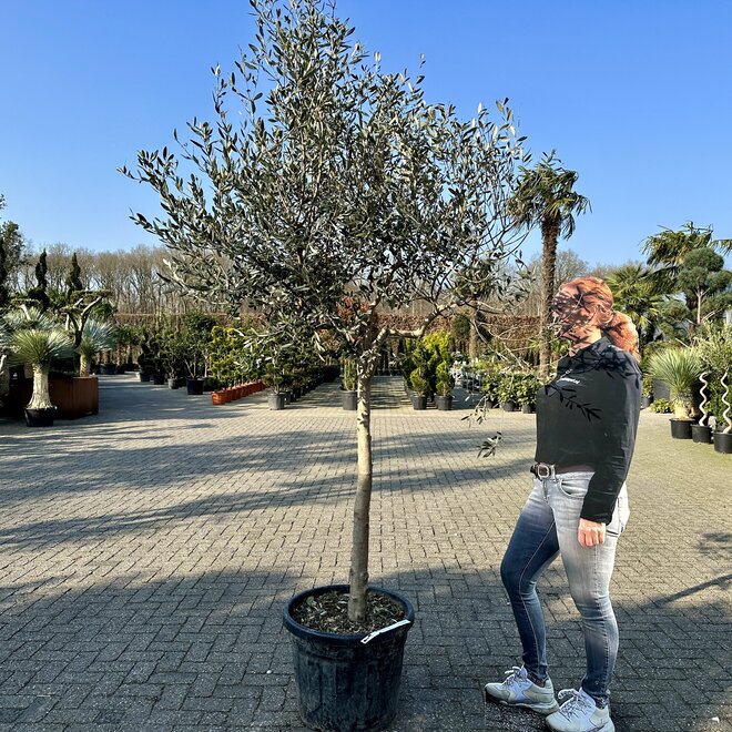 Olijfboom (Olea europaea) Forma Toscana