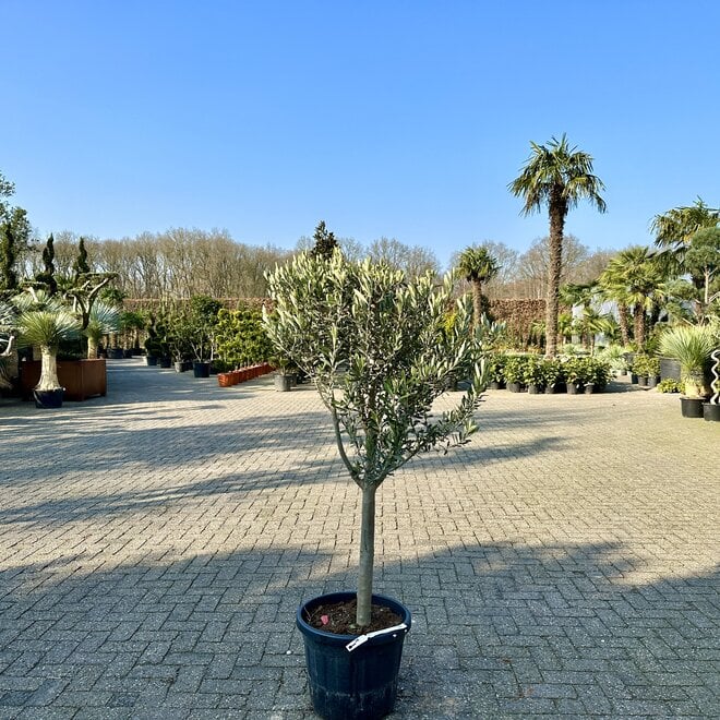 Olijfboom (Olea europaea) Cipressino 14/18 cm