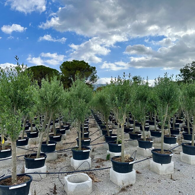 Olijfboom (Olea europaea) Cipressino 14/18 cm