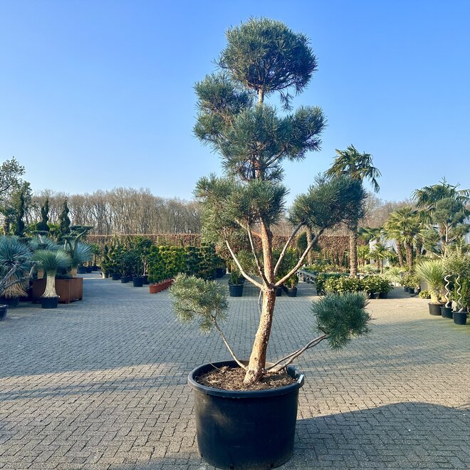 Pinus sylvestris Watereri pon pon
