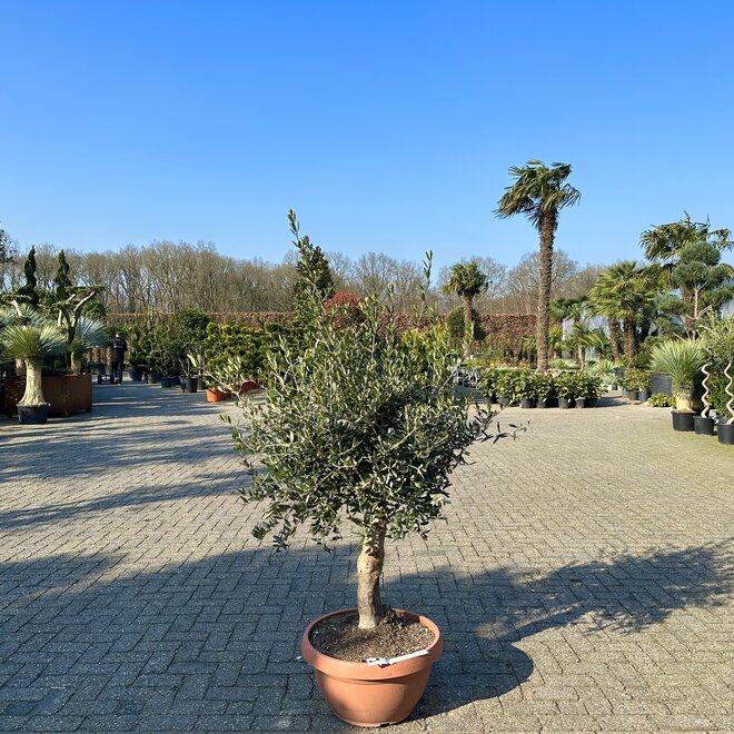 Olijfboom in decoschaal (Olea europaea) 20/30 cm stamomtrek
