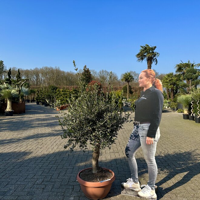 Olijfboom in decoschaal (Olea europaea) 20/30 cm stamomtrek