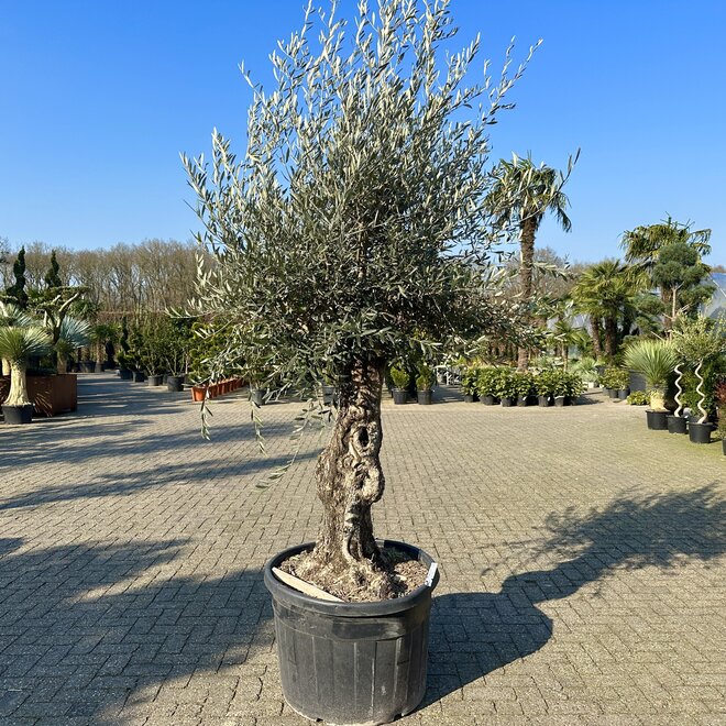 Olijfboom (Olea europaea) 60/80 cm stamomtrek  - mini bonsai