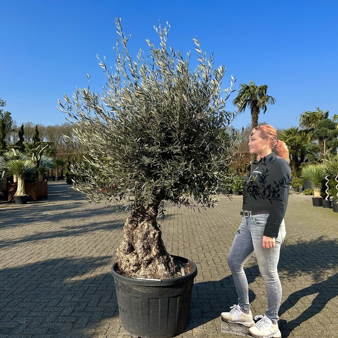 Olijfboom (Olea europaea) 80/100 cm stamomtrek  - mini bonsai