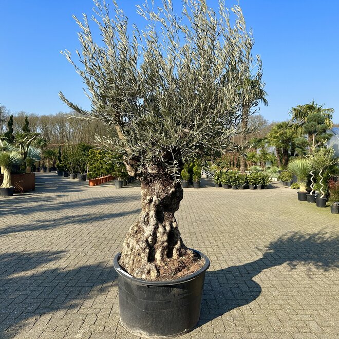 Olijfboom (Olea europaea) 100/120 cm stamomtrek  - mini bonsai