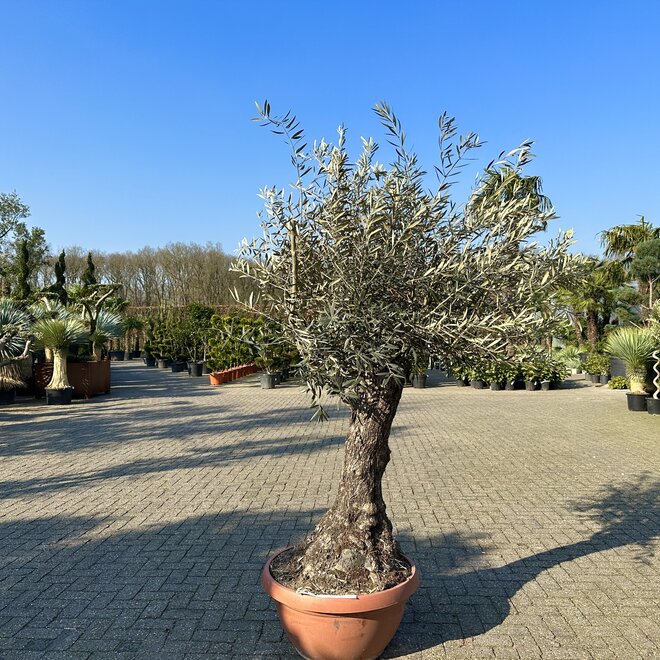 Olijfboom (Olea europaea) 60/80 cm stamomtrek  - decoschaal