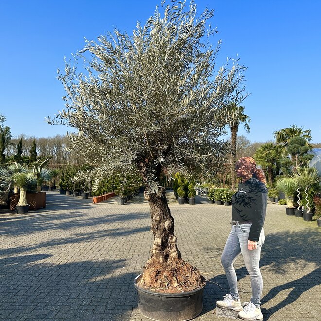 Olijfboom (Olea europaea) 60/80 cm stamomtrek  - oldskin