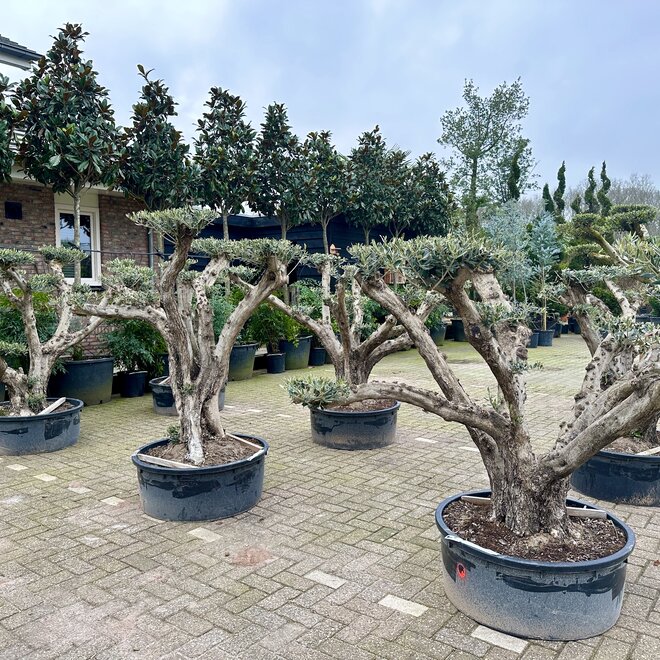 Olijfboom (Olea europaea) plateaus