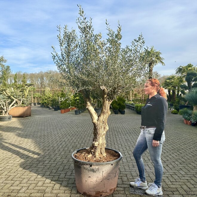 Olijfboom (Olea europaea) 50/60 cm stamomtrek - Grillige stam
