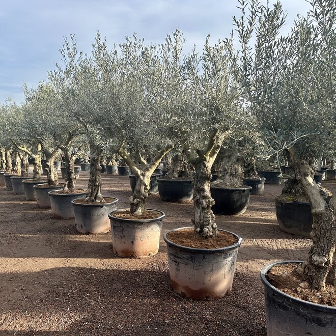 Olijfboom (Olea europaea) 50/60 cm stamomtrek - Grillige stam