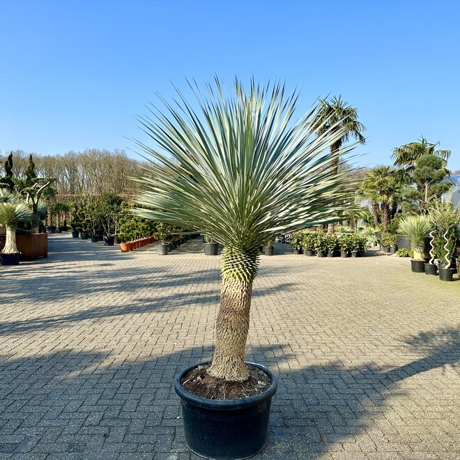 Yucca rostrata 80/100 cm stamhoogte