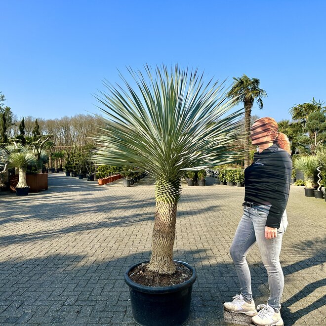 Yucca rostrata 80/100 cm stamhoogte