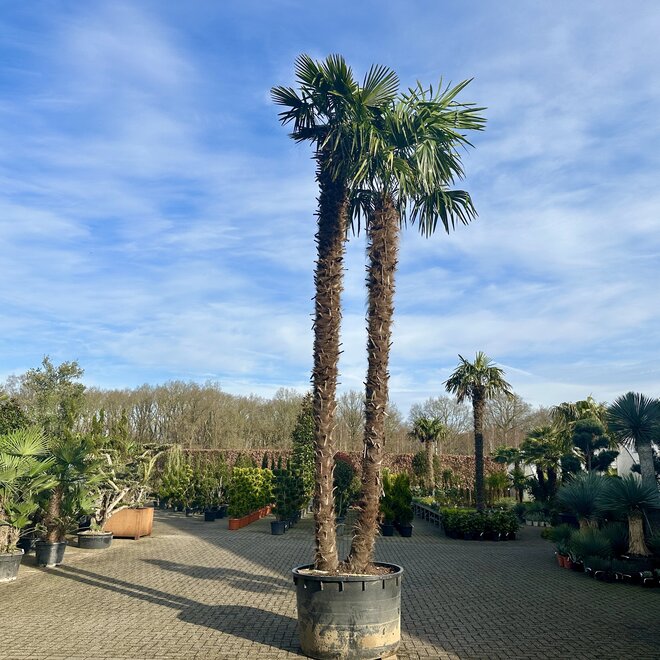 Trachycarpus fortunei (Chinese henneppalm) - Dubbelstam XXXL