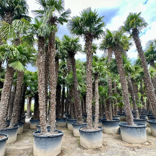 Trachycarpus fortunei (Chinese henneppalm) - Dubbelstam XXXL