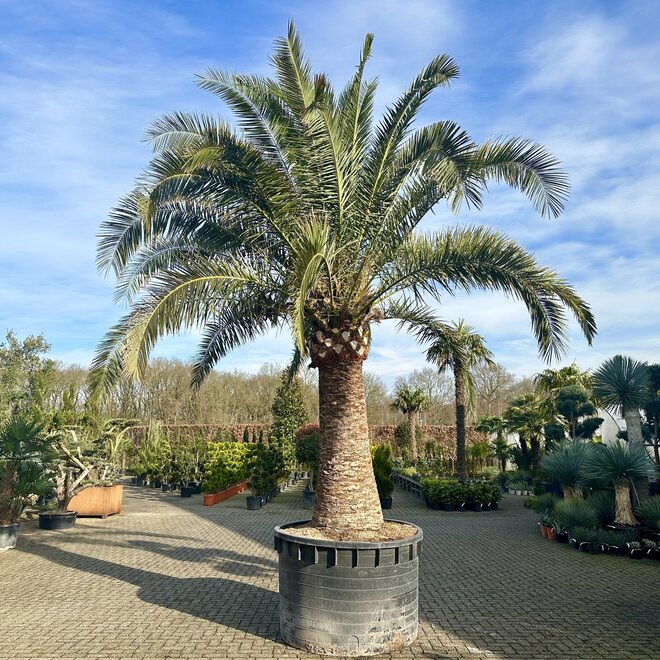 Phoenix canariensis (Canarische dadelpalm) 180/200 cm stamhoogte