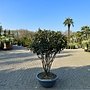 Photinia fraseri Red Robin multistam (Glansmispel)