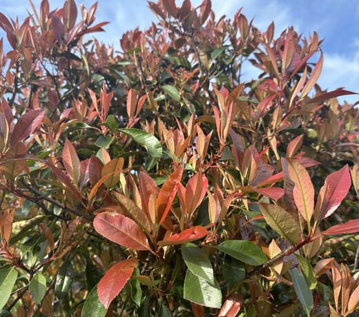 Photinia fraseri Red Robin (Glansmispel)