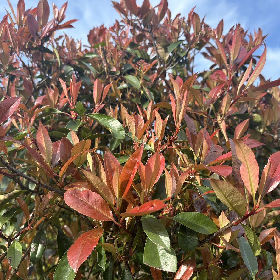 Photinia fraseri