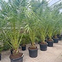 Phoenix canariensis (Canarische dadelpalm) 200/250 cm