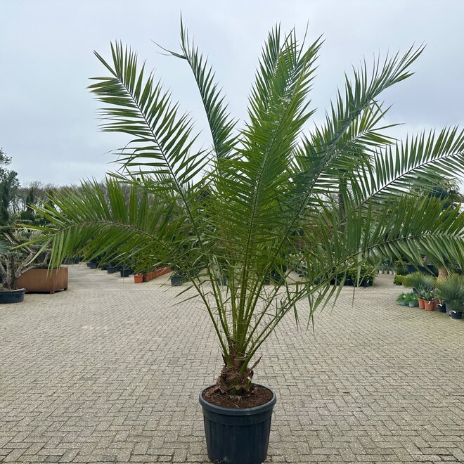 Phoenix canariensis (Canarische dadelpalm) 200/250 cm