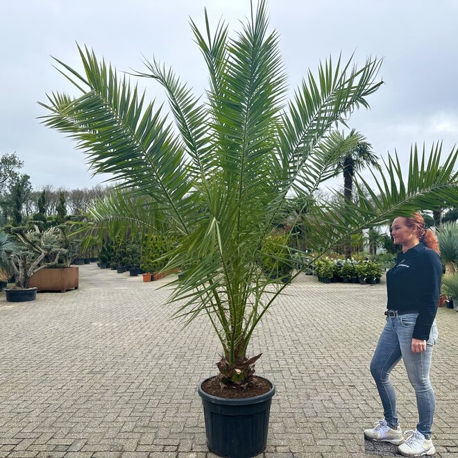 Phoenix canariensis (Canarische dadelpalm) 200/250 cm