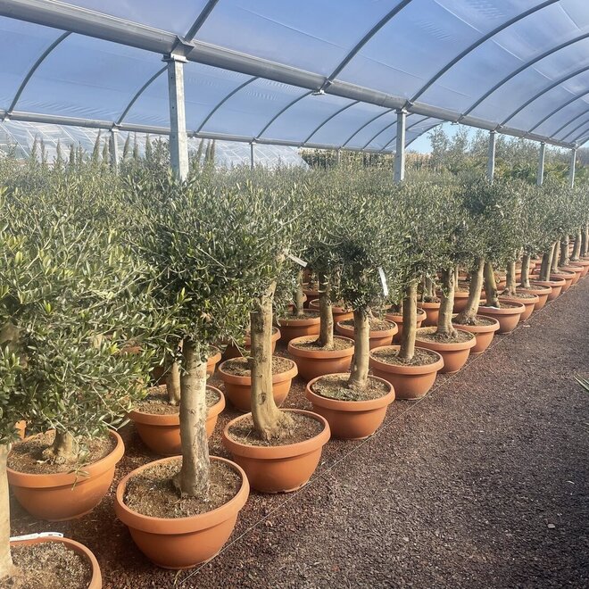 Olijfboom in decoschaal (Olea europaea) 20/30 cm stamomtrek