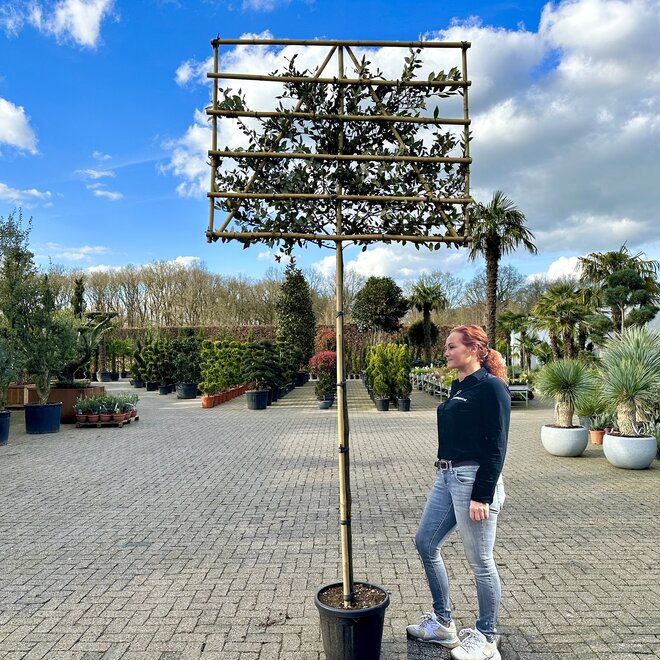 Quercus ilex wintergroene leiboom / scherm op stam