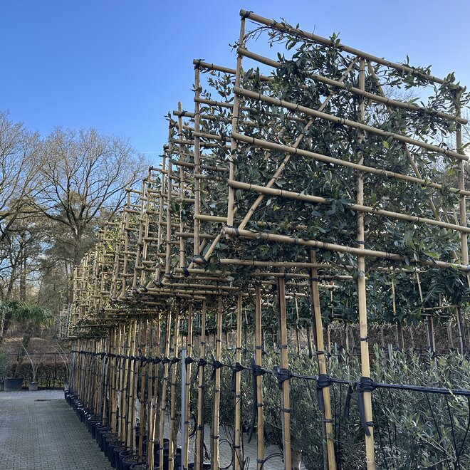 Quercus ilex wintergroene leiboom / scherm op stam