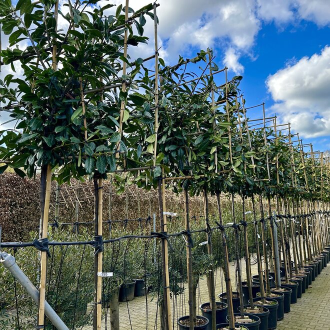 Prunus laurocerasus Novita wintergroene leiboom / scherm op stam