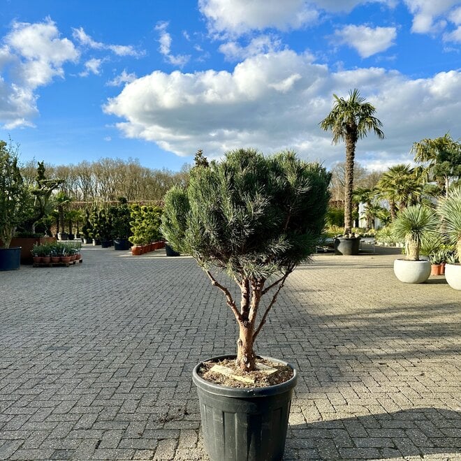 Pinus sylvestris Watereri