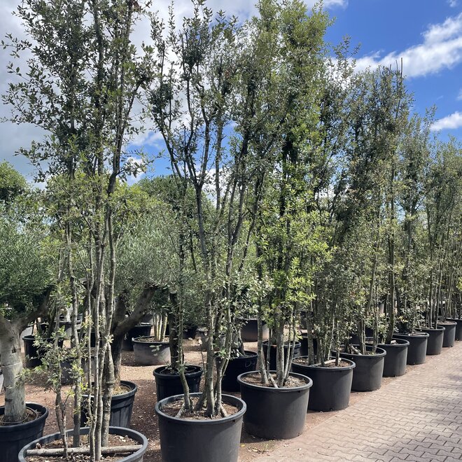 Meerstammige steeneik (Quercus ilex) - 450/500 cm