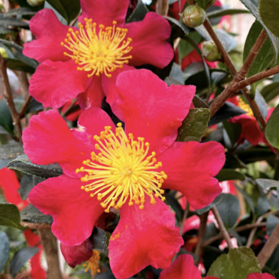 Camelia sasanqua
