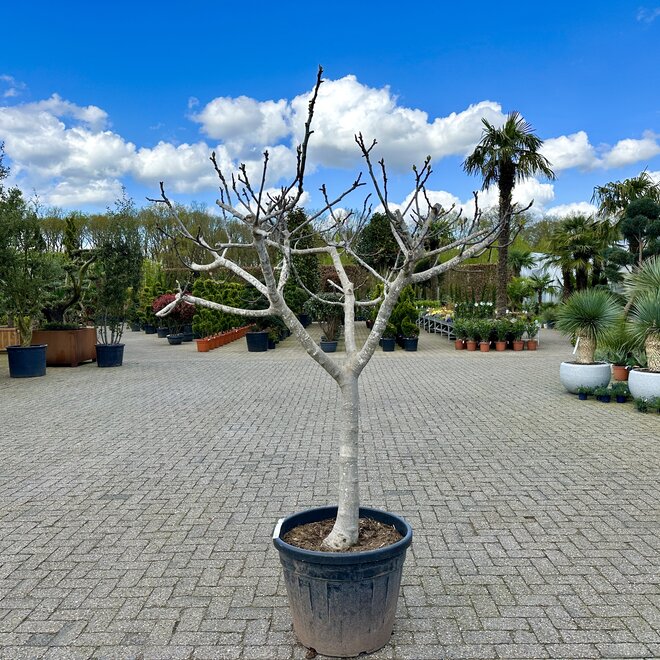 Vijgenboom (Ficus carica) 25/30 cm stamomtrek