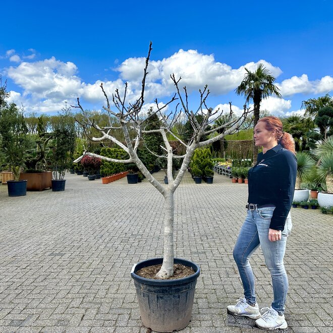 Vijgenboom (Ficus carica) 25/30 cm stamomtrek