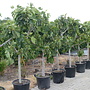 Vijgenboom (Ficus carica) 25/30 cm stamomtrek